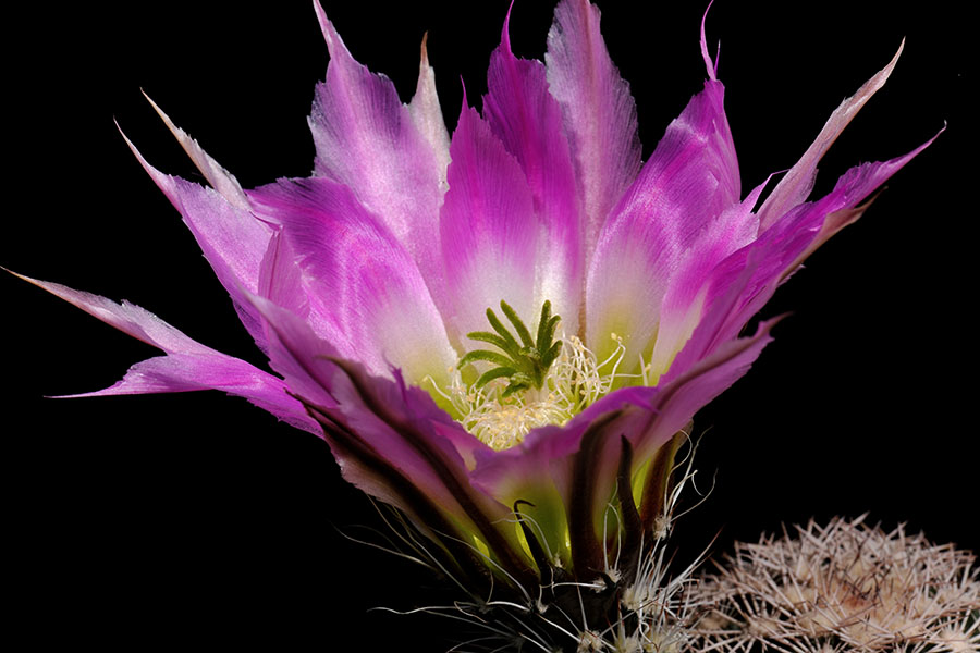 Echinocereus pectinatus subsp. wenigeri, USA, Texas, Pecos County
