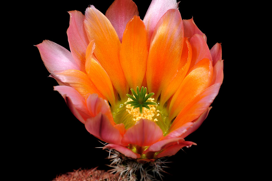 Echinocereus pectinatus subsp. rutowiorum, Mexico, Chihuahua, Sierra el Tambor