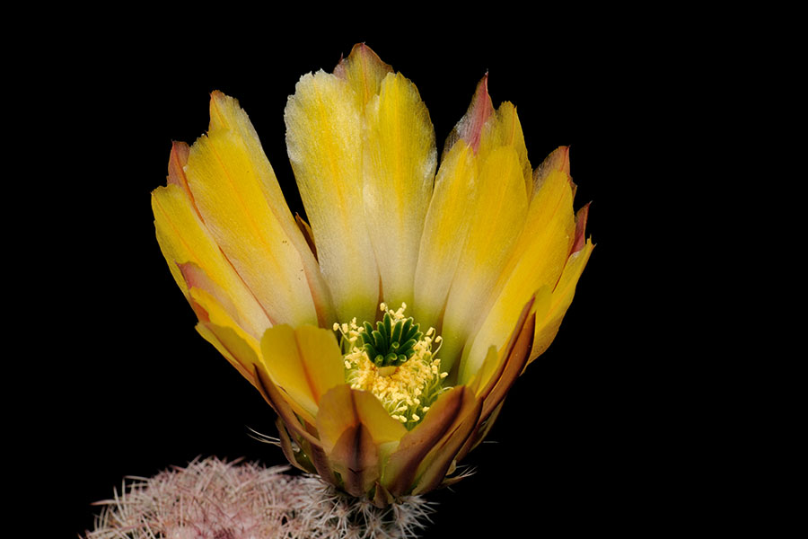 Echinocereus pectinatus, Mexico, Detras