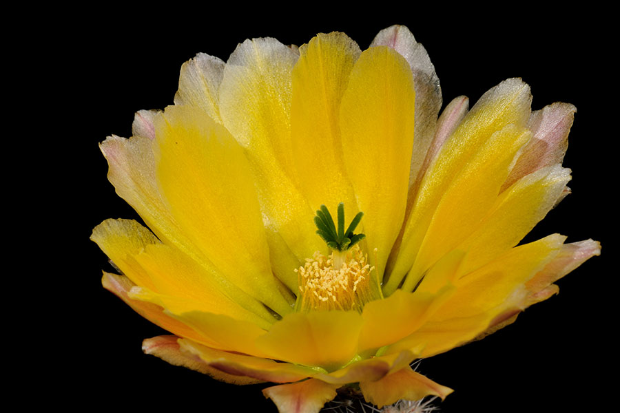 Echinocereus pectinatus subsp. rutowiorum, Mexico, Chihuahua, Sierra el Tambor