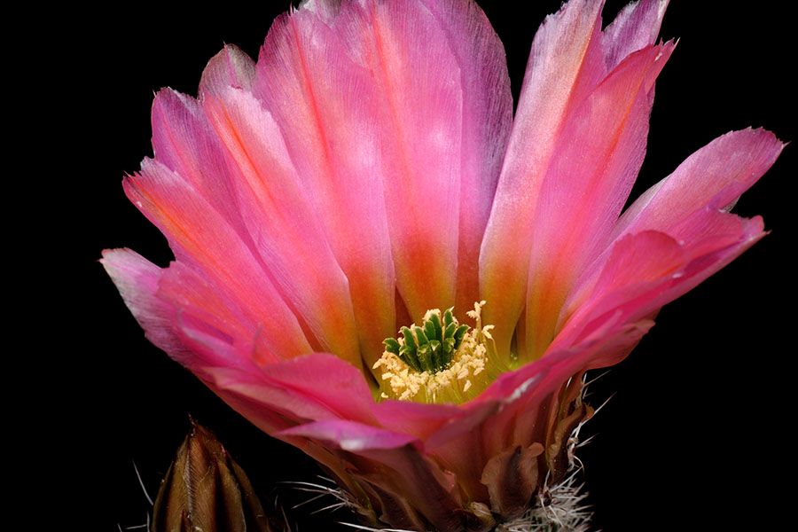 Echinocereus pectinatus, Mexico, Detras