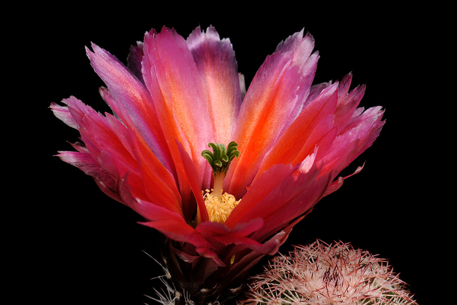 Echinocereus pectinatus, Mexico, Detras