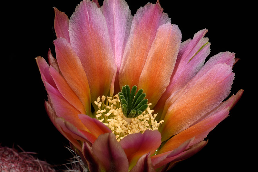 Echinocereus pectinatus subsp. rutowiorum, Mexico, Chihuahua, Sierra el Tambor