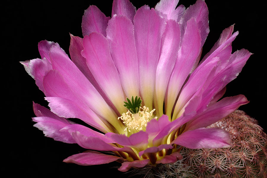 Echinocereus pectinatus, Mexico, Durango, Pipila