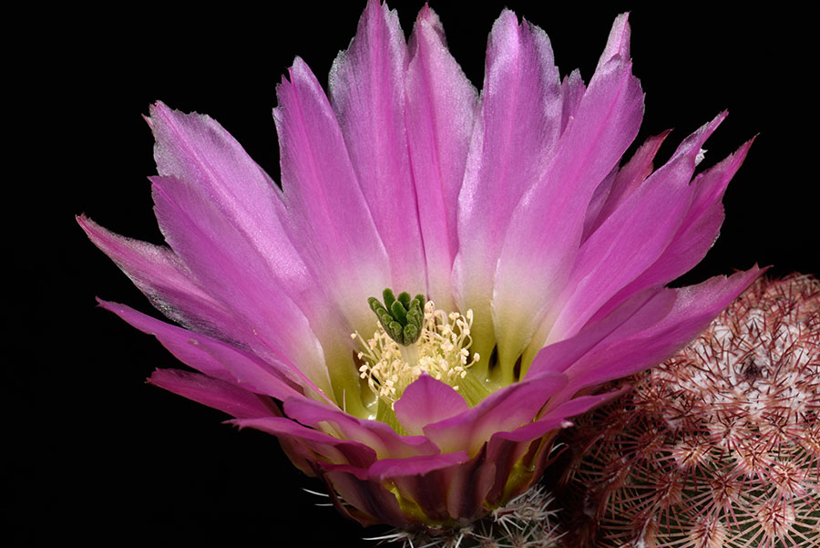 Echinocereus pectinatus, Mexico, Chihuahua, Las Boquillas