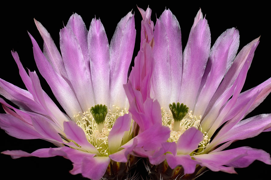 Echinocereus pectinatus subsp. wenigeri, USA, Texas, Langtry