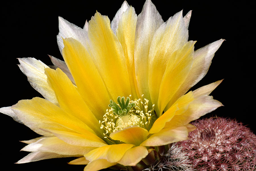Echinocereus pectinatus subsp. rutowiorum, Mexico, Chihuahua, Sierra el Tambor
