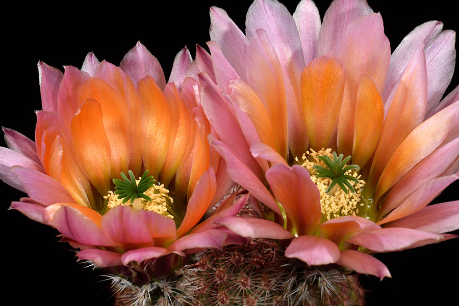 Echinocereus pectinatus subsp. rutowiorum, Mexico, Chihuahua, Sierra el Tambor