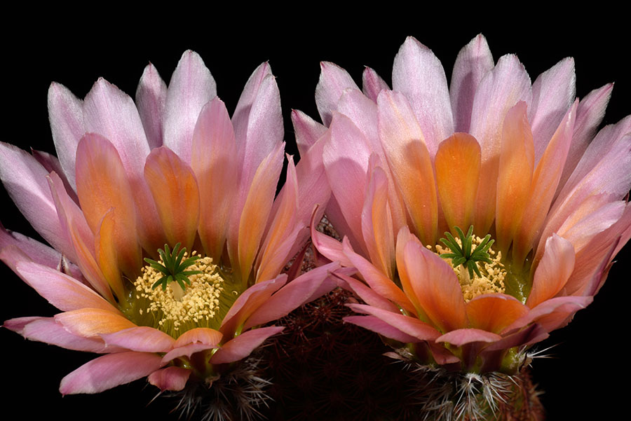 Echinocereus pectinatus subsp. rutowiorum, Mexico, Chihuahua, Sierra el Tambor