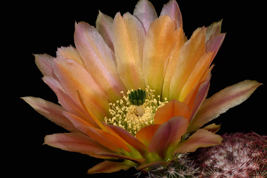 Echinocereus pectinatus subsp. rutowiorum, Mexico, Chihuahua, Sierra el Tambor