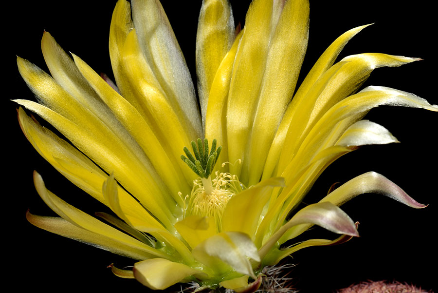 Echinocereus pectinatus subsp. rutowiorum, Mexico, Chihuahua, Cumbres de Majalca