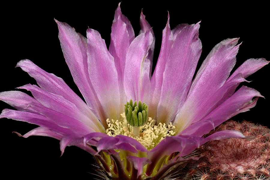 Echinocereus pectinatus, Mexico, Zacatecas, Salinas