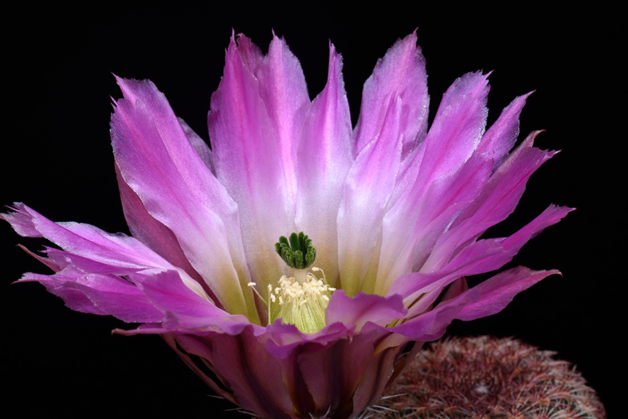 Echinocereus pectinatus, Mexico, Chihuahua, Las Boquillas