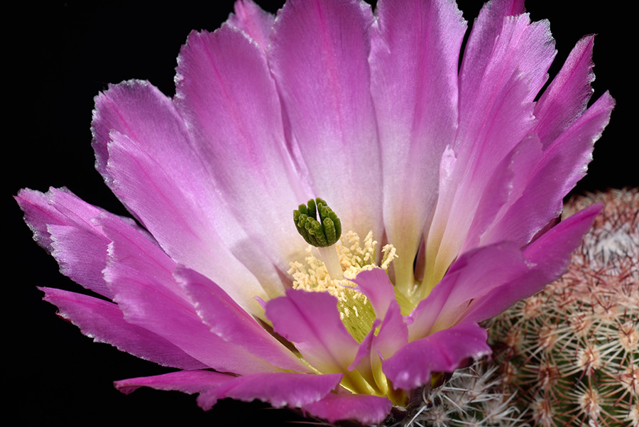 Echinocereus pectinatus, Mexico, Chihuahua, Las Boquillas