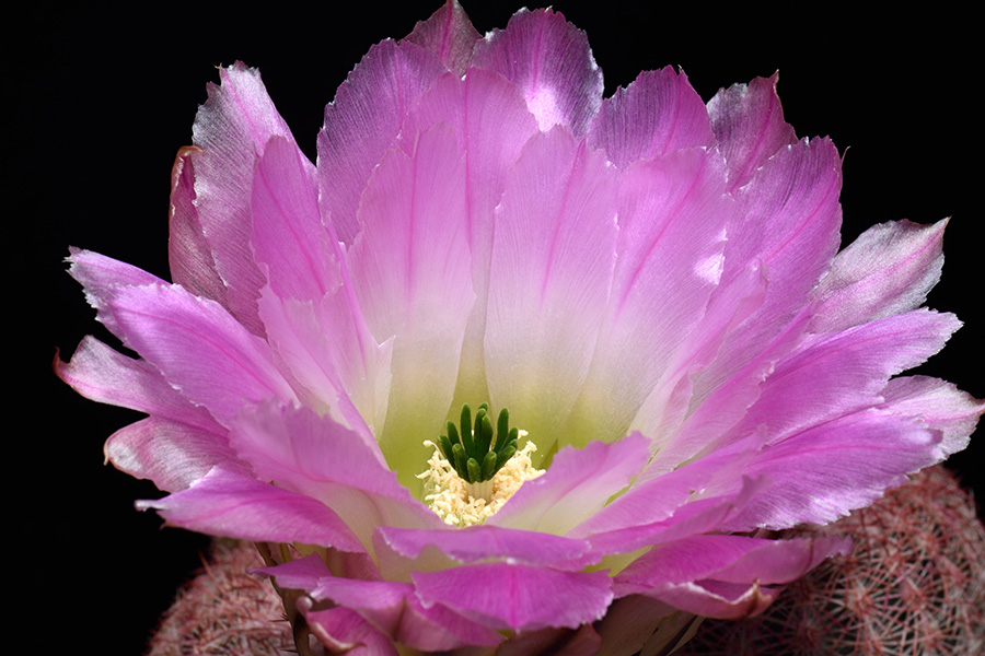 Echinocereus pectinatus, Mexico, Durango, Pipila