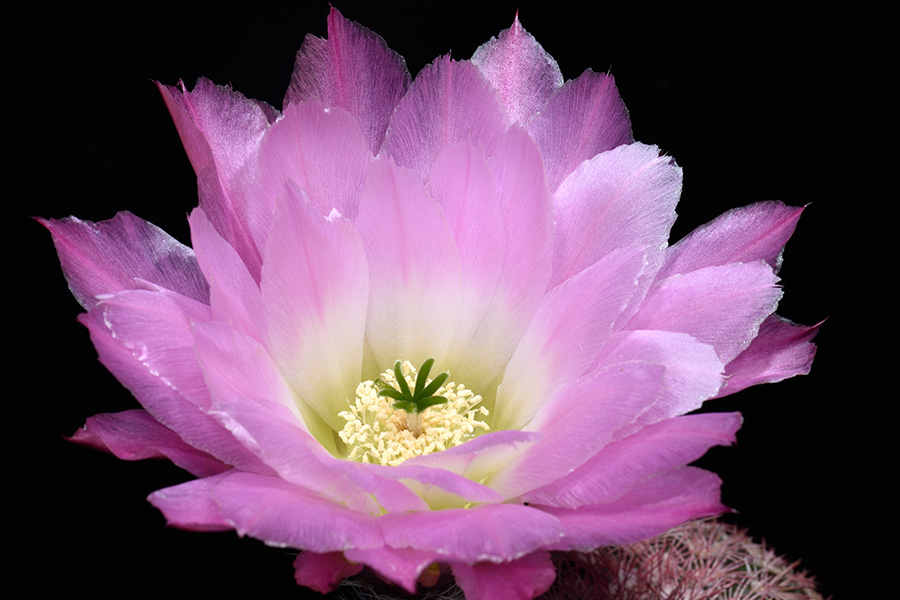 Echinocereus pectinatus, Mexico, Chihuahua, Las Boquillas
