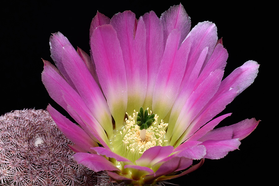 Echinocereus pectinatus, Mexico, Durango, Pipila