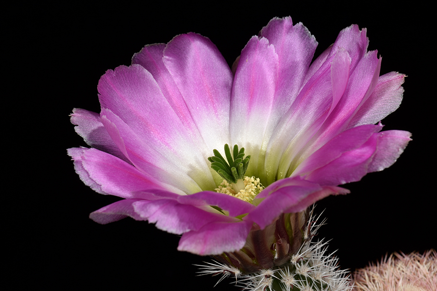 Echinocereus pectinatus, Mexico, Coahuila, Hundido
