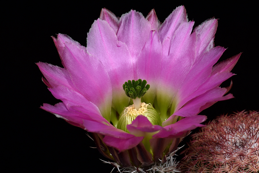 Echinocereus pectinatus, Mexico, Chihuahua, Las Boquillas