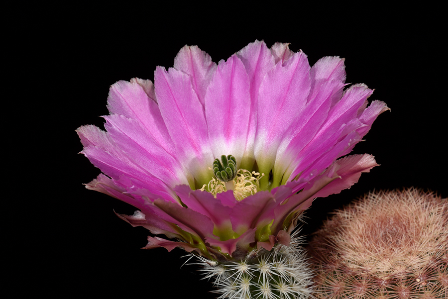 Echinocereus pectinatus, Mexico, Coahuila, Cuatrocienegas