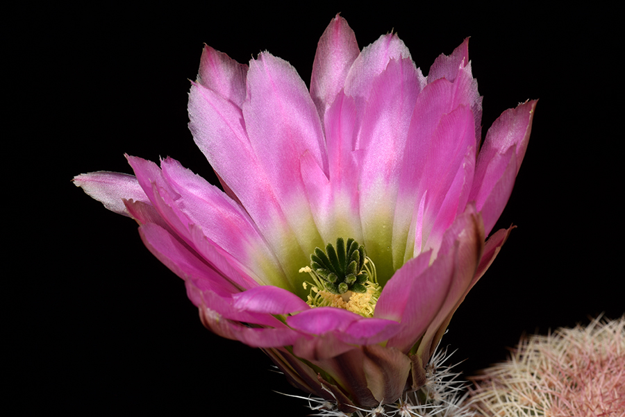 Echinocereus pectinatus, Mexico, Coahuila, Hundido
