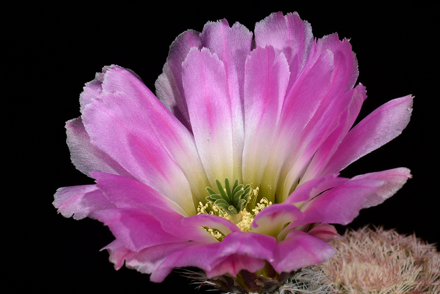 Echinocereus pectinatus, Mexico, Coahuila, Hundido