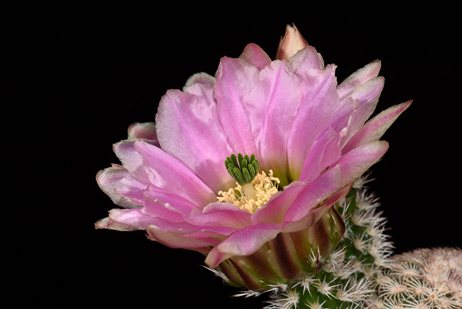 Echinocereus pectinatus, Mexico, Detras