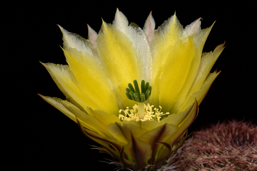 Echinocereus pectinatus subsp. rutowiorum, Mexico, Chihuahua, Sierra el Tambor