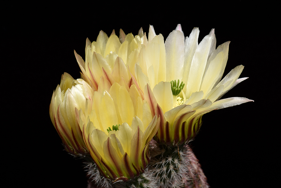 Echinocereus pectinatus, Mexico, Detras