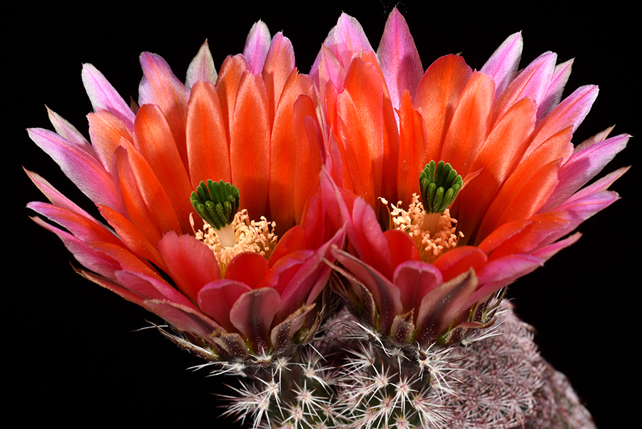 Echinocereus pectinatus, Mexico, Detras