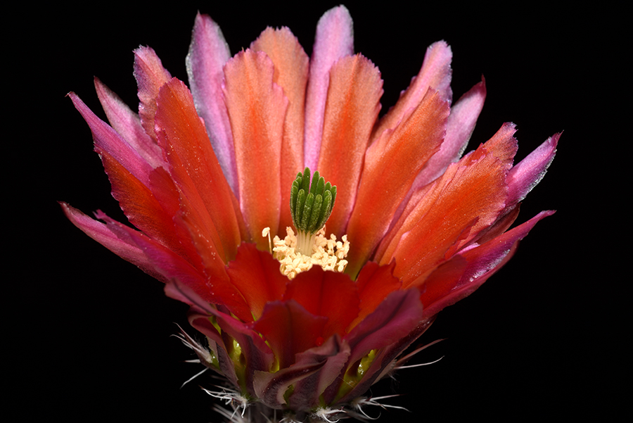 Echinocereus pectinatus, Mexico, Detras