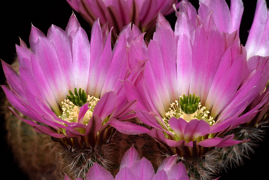 Echinocereus pectinatus, Mexico, Zacatecas, Salinas