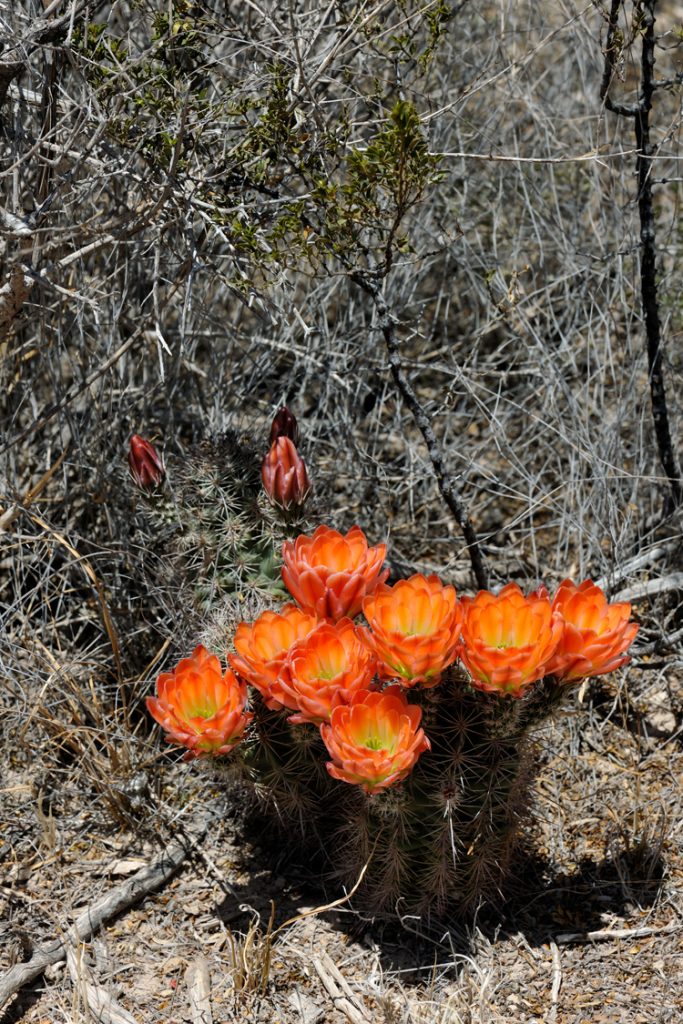 Echinocereus xlloydii, USA, Texas, Pecos Co.