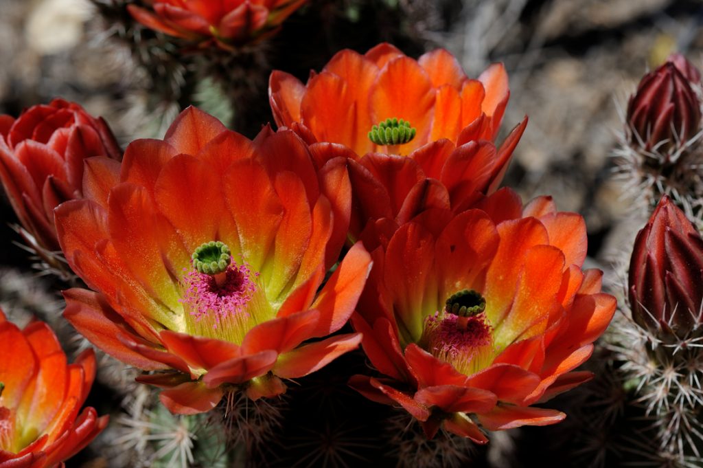 Echinocereus xlloydii, USA, Texas, Pecos Co.