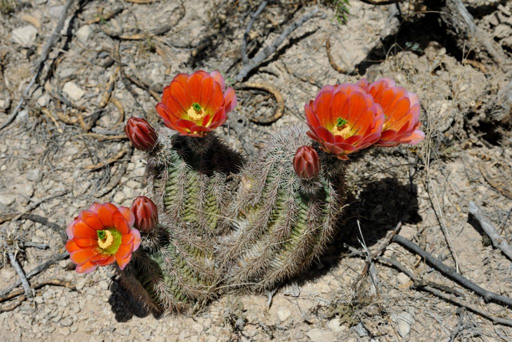 Echinocereus xlloydii, USA, Texas, Pecos Co.