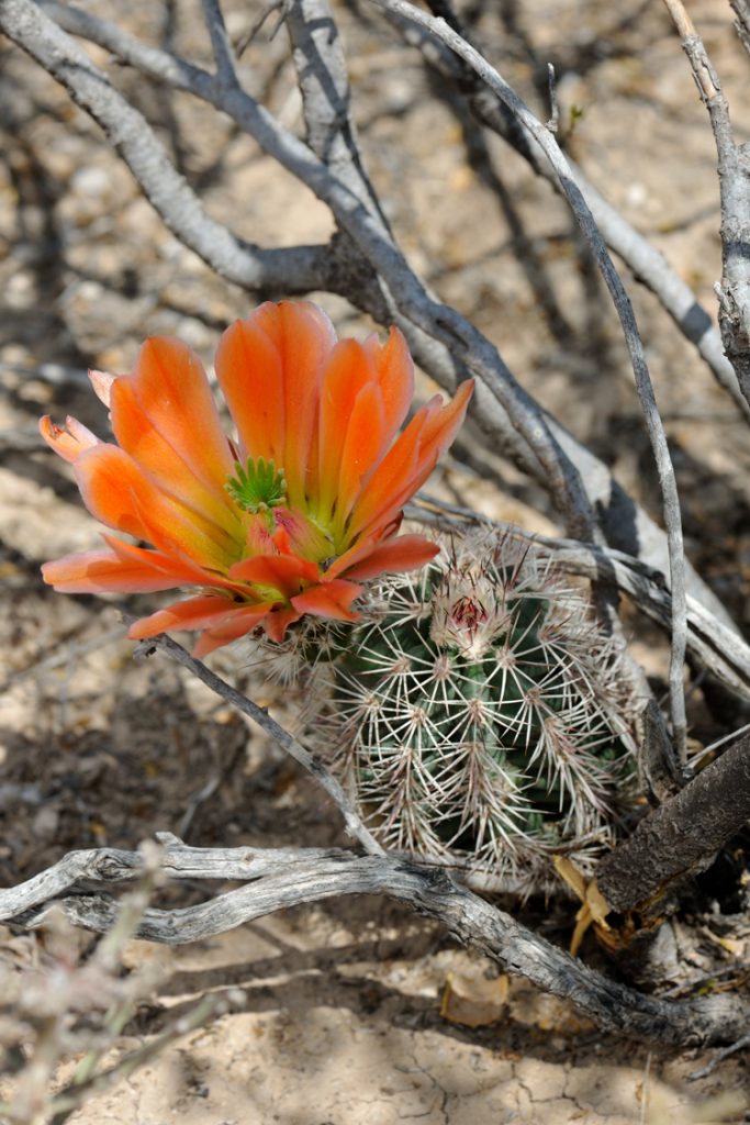 Echinocereus xlloydii, USA, Texas, Pecos Co.