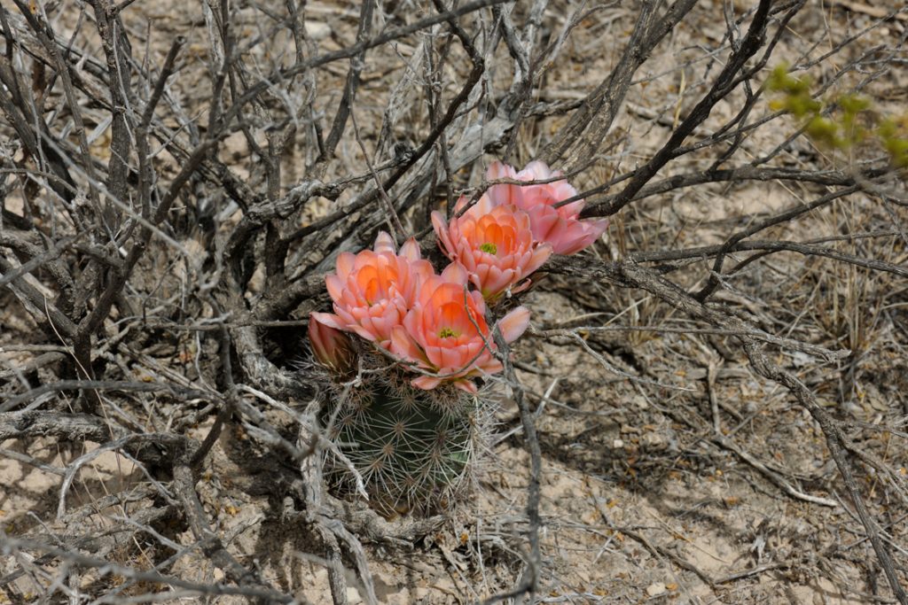 Echinocereus xlloydii, USA, Texas, Pecos Co.