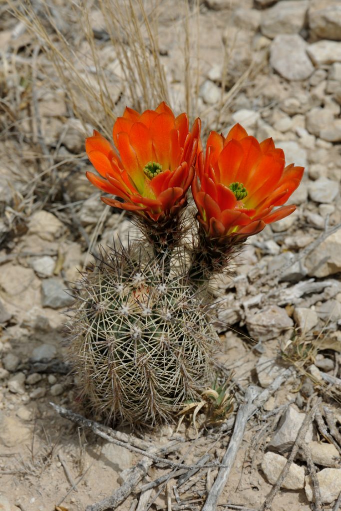 Echinocereus xlloydii, USA, Texas, Pecos Co.