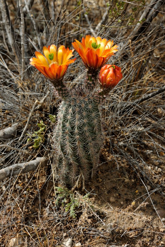 Echinocereus xlloydii, USA, Texas, Pecos Co.