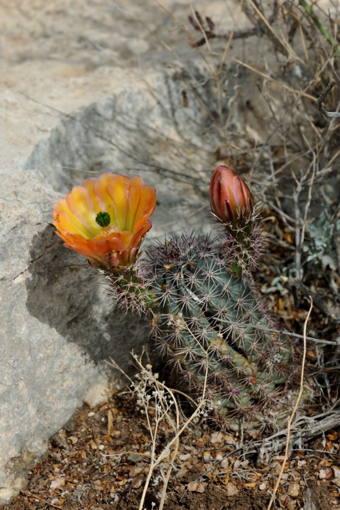 Echinocereus xlloydii, USA, Texas, Pecos Co.