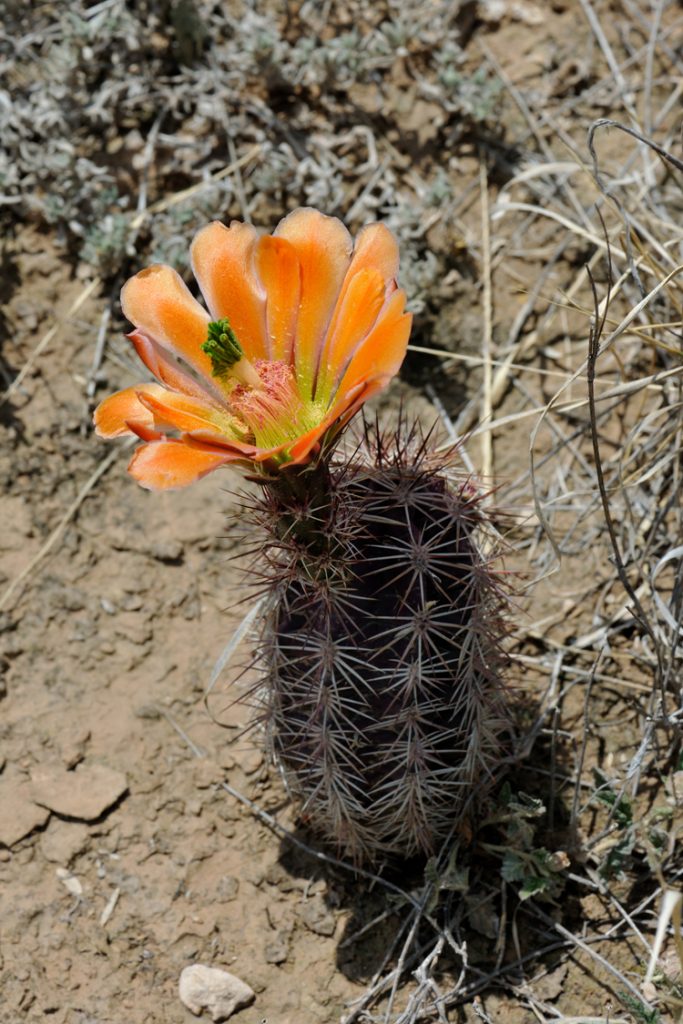 Echinocereus xlloydii, USA, Texas, Pecos Co.