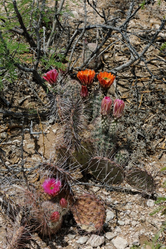 Echinocereus xlloydii, USA, Texas, Pecos Co.