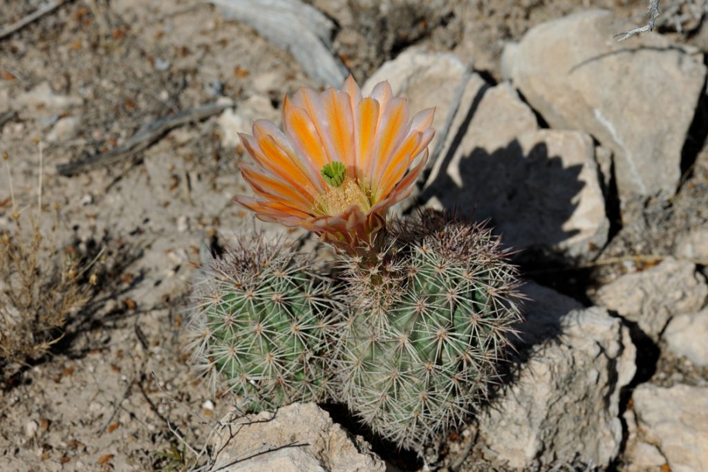 Echinocereus xlloydii, USA, Texas, Pecos Co.