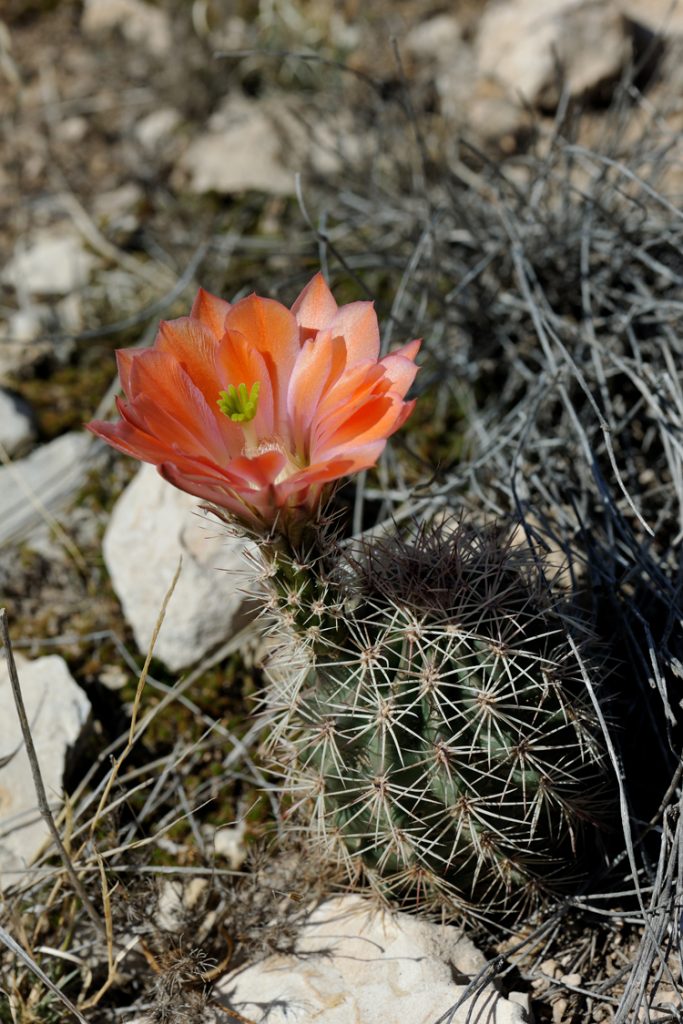Echinocereus xlloydii, USA, Texas, Pecos Co.