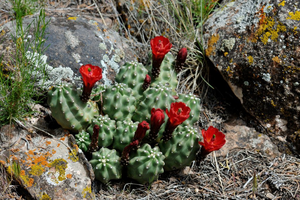 Echinocereus mojavensis fa. inermis, USA, Utah, San Juan Co.