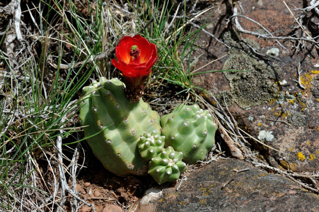 Echinocereus mojavensis fa. inermis, USA, Utah, San Juan Co.