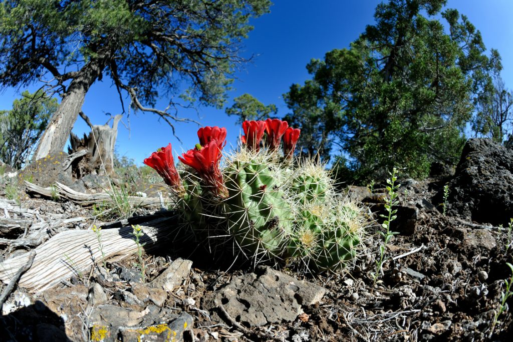 Echinocereus mojavensis, USA, Colorado, Mesa Co.