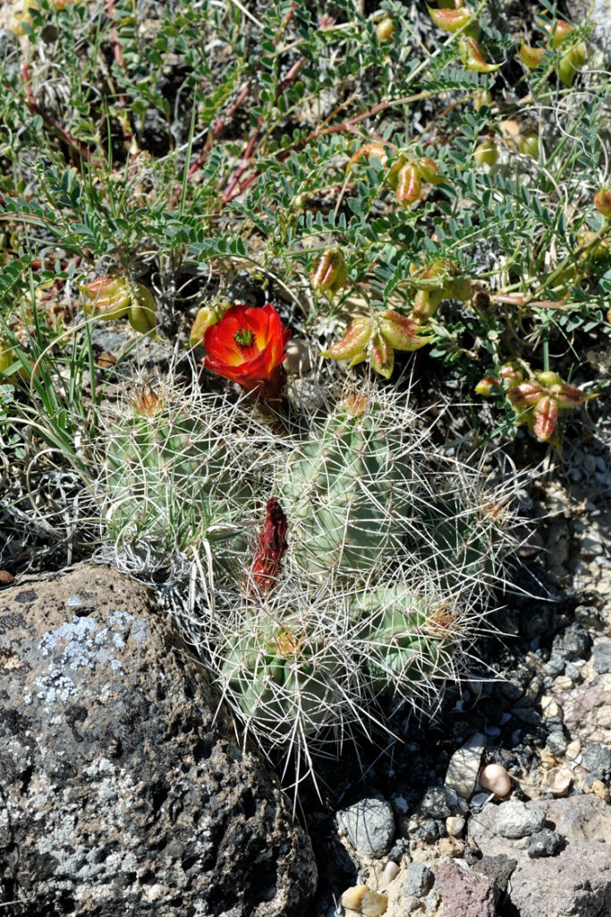 Echinocereus mojavensis, USA, Utah, Sevier Co.