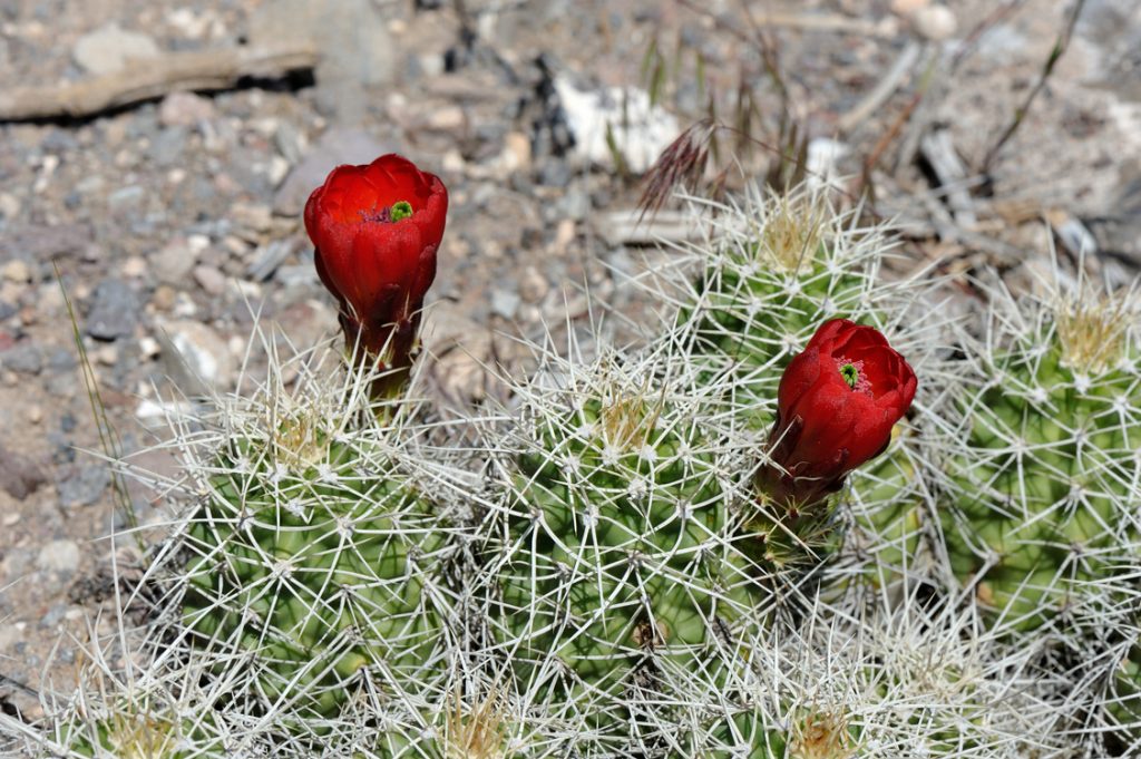 Echinocereus mojavensis, USA, Utah, Sevier Co.