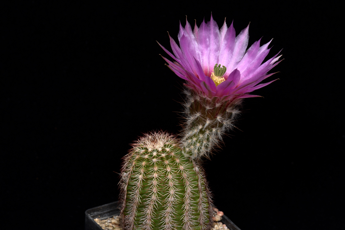 Echinocereus reichenbachii subsp. perbellus, USA, Texas, Midland Co.